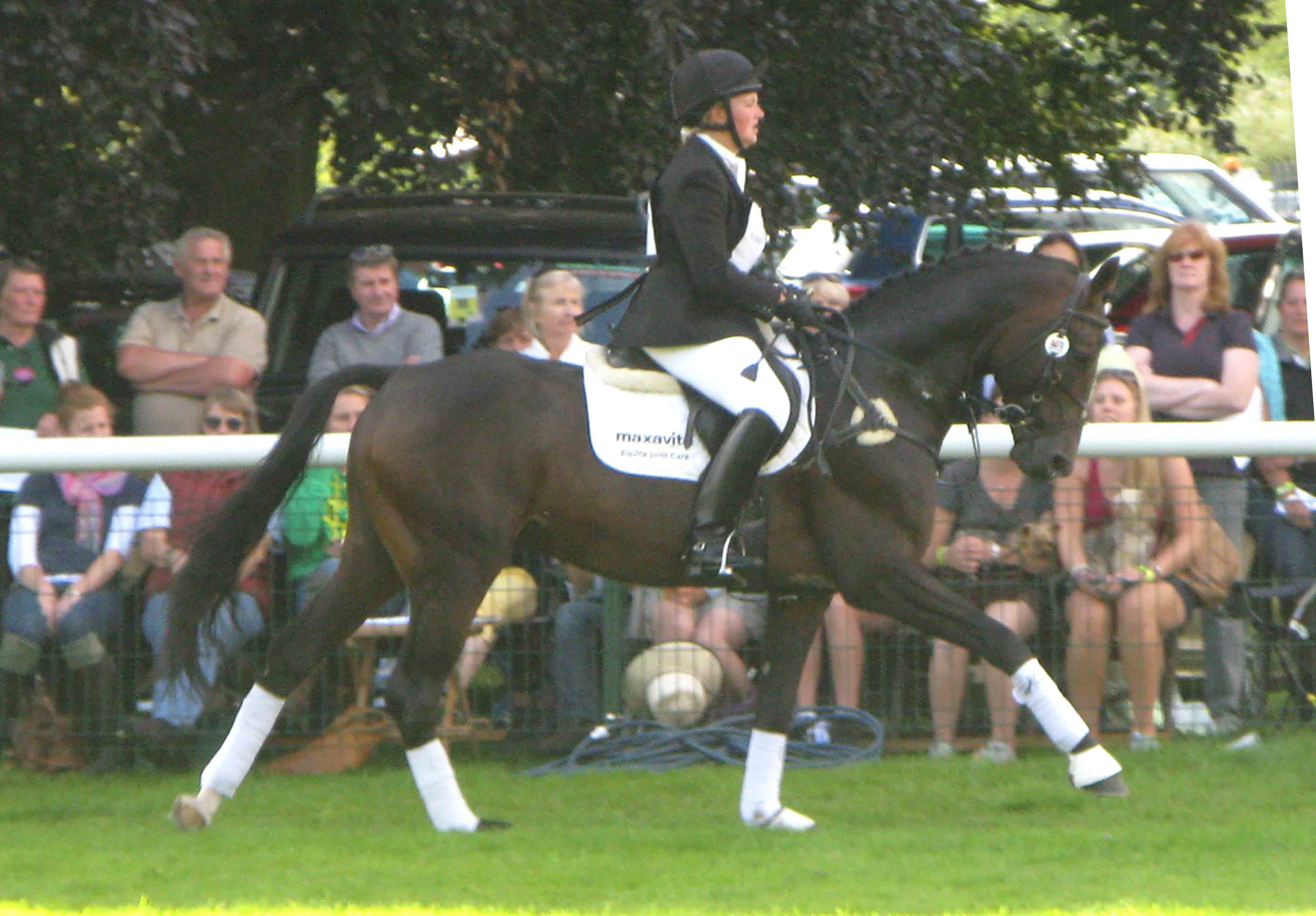 Katy Holder-Vale's Witcham House Farm Stud breeding Hanoverian stallions for dressage introduces Classic Juan.